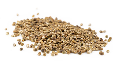 Hemp seed