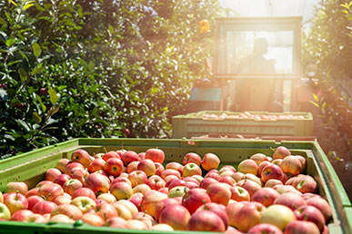 Apple harvest